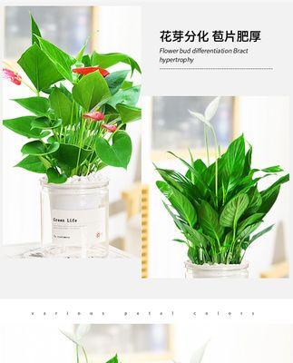 以水为养料的植物（探索水生植物的奇妙世界）  第1张